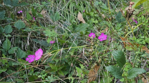Ragged Pink