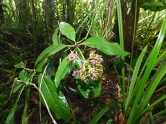Palicourea violacea
