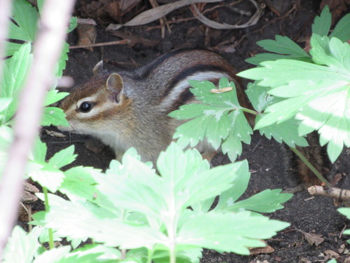 Eastern Chipmunk photographed in South Dakota