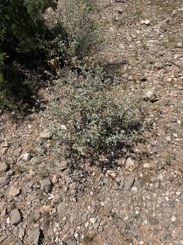 Parthenium incanum, photograph 1