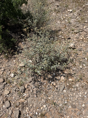 Parthenium incanum