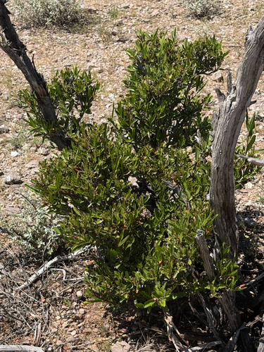 Vauquelinia californica, photograph 4