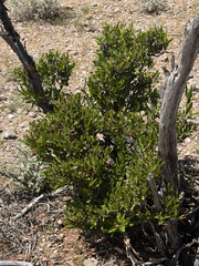 Vauquelinia californica, photograph (c) CK2AZ, some rights reserved (CC BY)