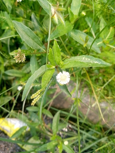 False Daisy
