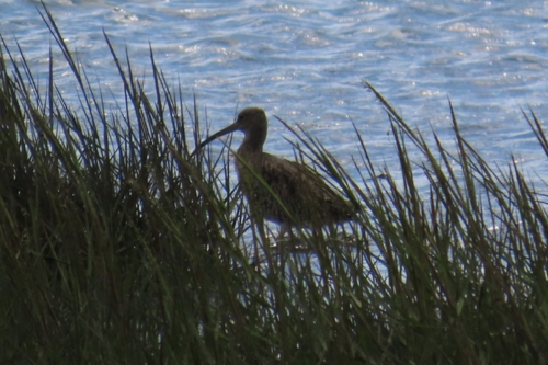 Eurasian Curlew