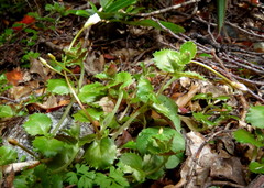 Epilobium pedunculare