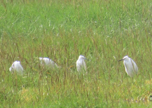 Little Egret