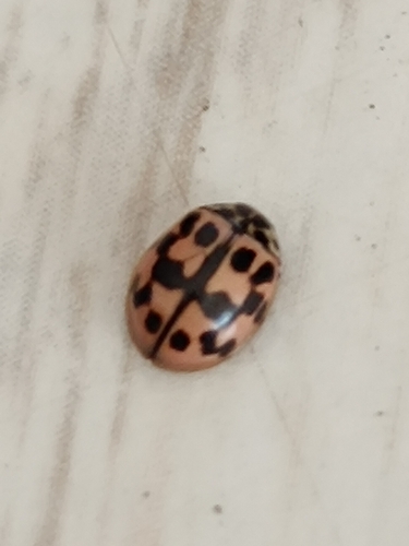 Poplar Ladybird Beetle