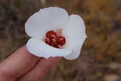 Calochortus simulans