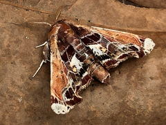 Eutelia pulcherrimus