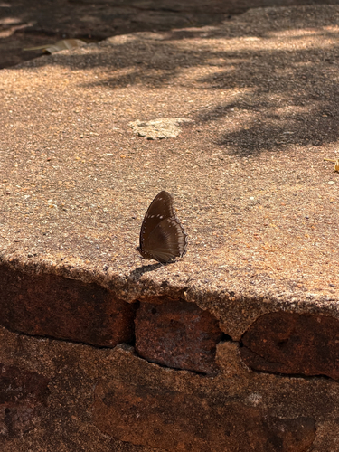Great Eggfly