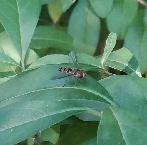 Marmalade Hover Fly