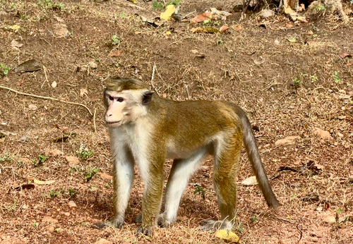 Toque Macaque