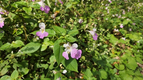 Kashmir Balsam