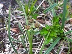 Bupleurum triradiatum