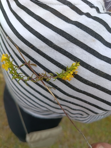 Yellow Odontites
