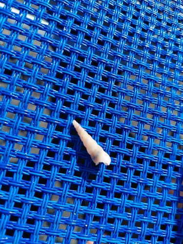 Common Tower Shell
