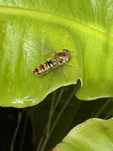 Marmalade Hover Fly