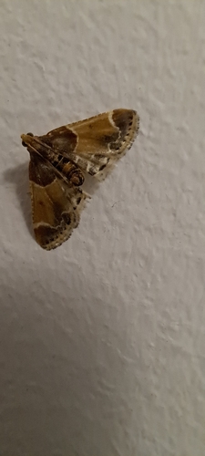 Meal moth