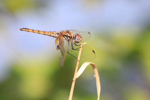 Violet Dropwing