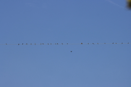 Barn Swallow