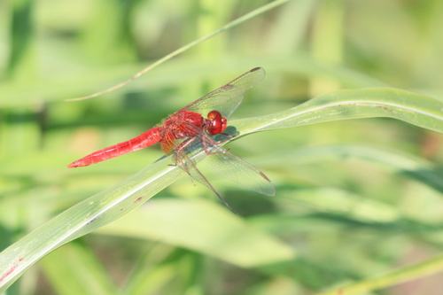 Broad Scarlet