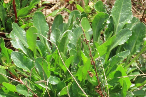 sea beet