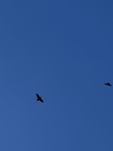 Common Raven