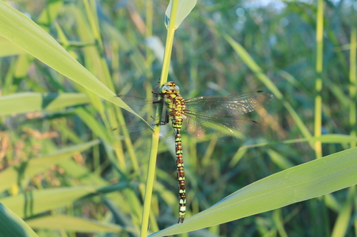 Southern Hawker