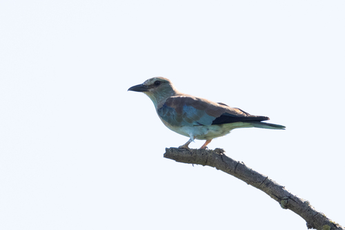 European Roller