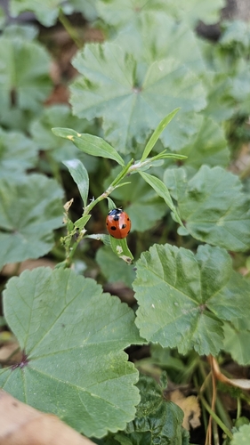 Seven-spotted Lady Beetle