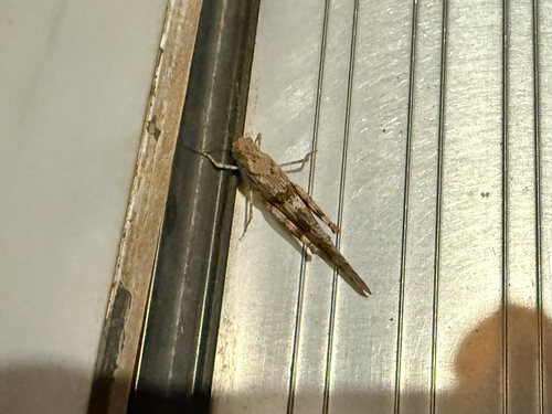 Pallid-winged Grasshopper