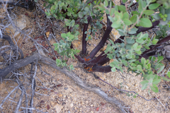 Arctostaphylos pilosula