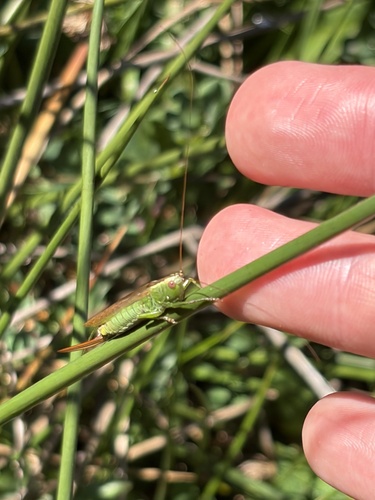 Long-winged Conehead