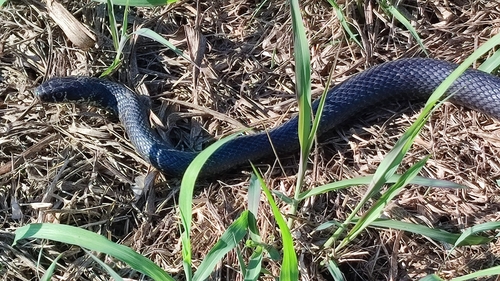 Green Whip Snake