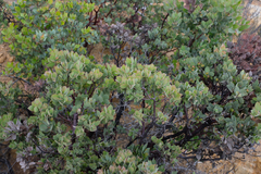 Arctostaphylos pilosula