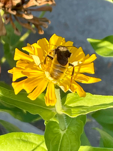 American Bumble Bee