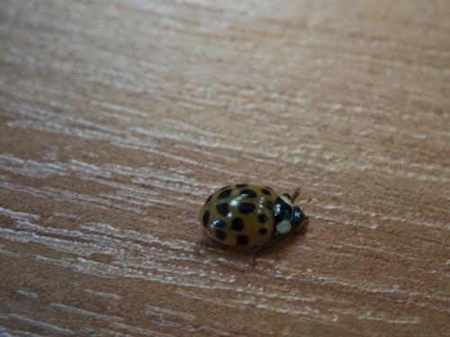 Asian Lady Beetle