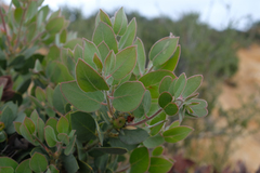 Arctostaphylos pilosula