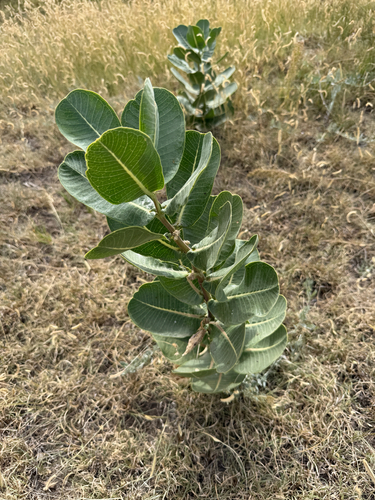 Asclepias latifolia, photograph 3