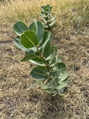 (c) evangrimes, some rights reserved (CC BY) Asclepias latifolia, photograph (c) evangrimes, some rights reserved (CC BY)
