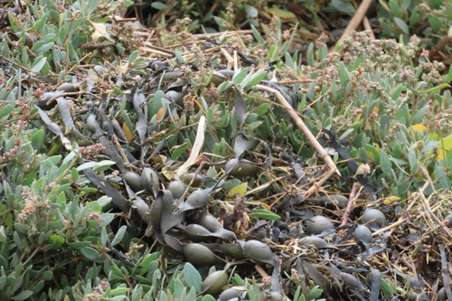 Knotted Wrack