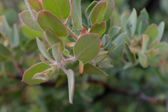 Arctostaphylos pilosula