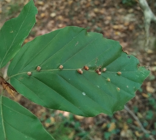 Hairy Beech Gall