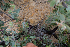 Arctostaphylos pilosula