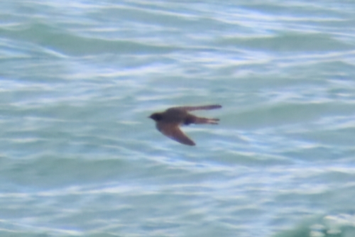 Barn Swallow