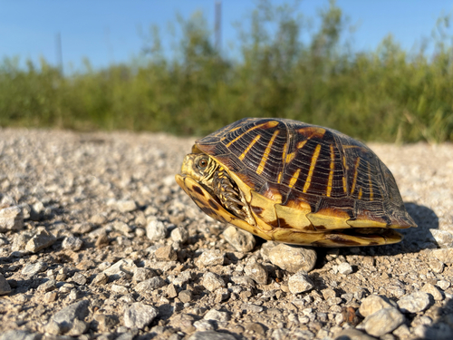 Ornate Box Turtle