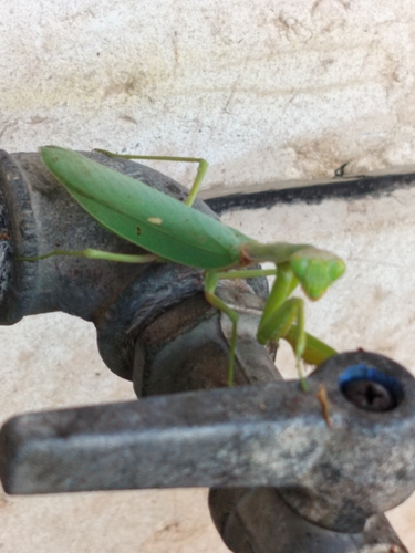 Transcaucasian Giant Mantis