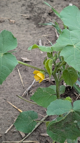 velvetleaf