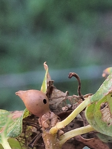 Andricus solitarius
